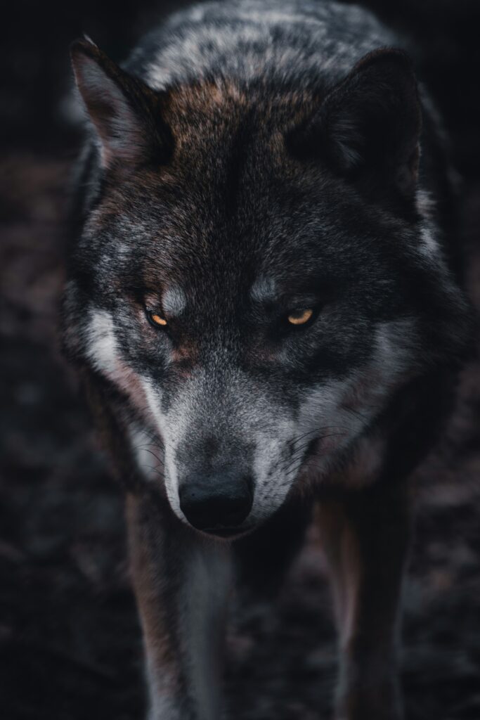 dunkler Wolf